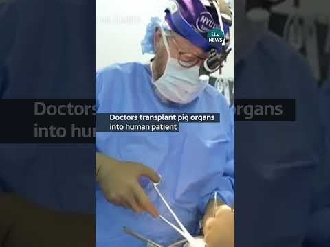 Pig organ transplant successful in brain dead human #itvnews #news #uk