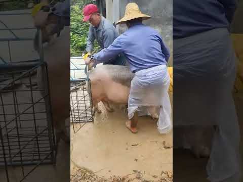 Pig Life in China #china #wildpig