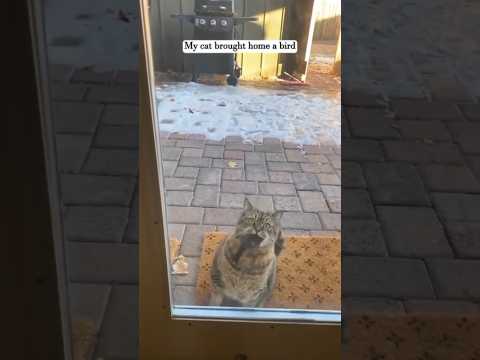 My cat brought home a cute sparrow and then....#love #kindness #animals #cutepet