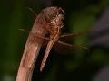 Metamorphosis in Insects