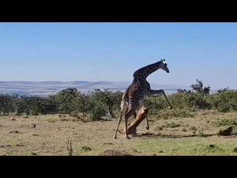 lioness attacking by mother giraffe trying rescue her baby giraffe video