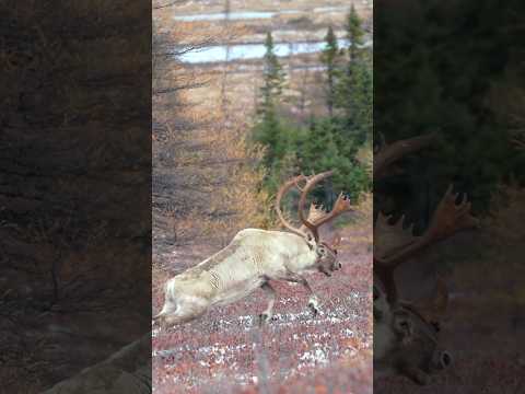 67 yard shot taken with my @hoytarcheryofficial on a beautiful woodland caribou in Newfoundland!