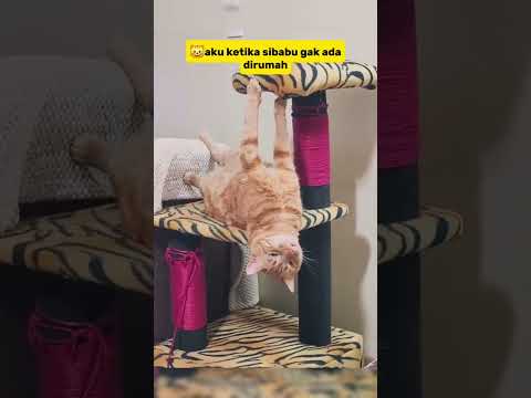 kangen sibabu😺 #cat #funnycats #shots #kucing #kucinglucu