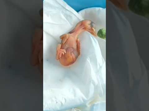 newly hatched baby birds eat porridge