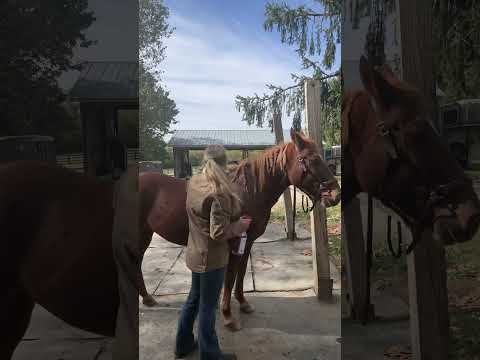 Follow along as I give Fox a cold-weather maintenance groom!🌨️💨
