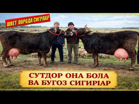 СУТДОР ОНА БОЛА ВА БУГОЗ СИГИРЛАР РУЗИБОЙ ОГА 09-03-2026