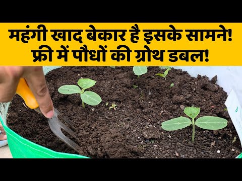 फर्टिलाइज़र से ज़्यादा फायदेमंद! ये फ्री की चीज़ बना देगी पौधों को सुपर हेल्दी Gardening Magic Hack!