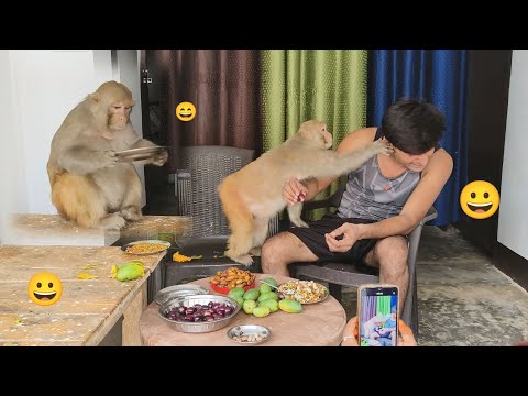 Monkey rani morning funny vidio ।। Monkey rani Akash ke kaan kaise pakadti hai ।।