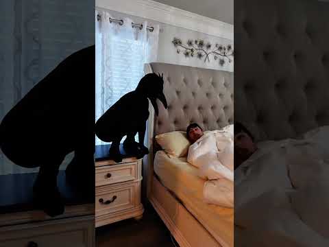 Part 254 😂🤣 #foryou #videofunny #videoshort #videoviral #fypviralシ #fypシ゚viral #fypage #funny