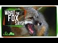 Understanding Fox Sounds and Behavior