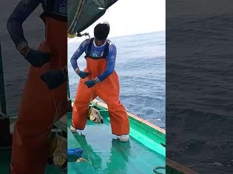 ¡No paraban de sacar dorados! Mira esta pesca increíble en el océano
