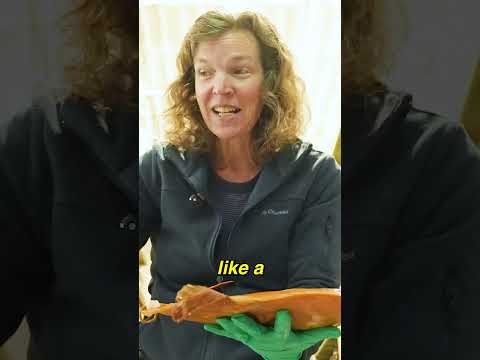 Bizarre Sunfish Behavior