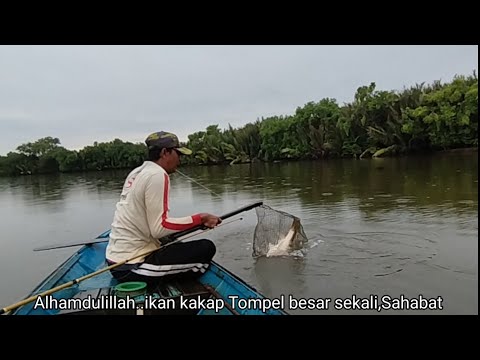 Tiga kali sambaran beruntun ikan kakap besar,perahu sampai diseret