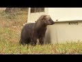 Fishers: Habitat and Behavior