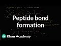 Amino Acids and Peptide Bond Formation