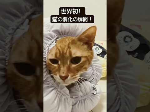 世界初スクープ！猫の孵化の瞬間の撮影に成功！ #cat  #猫  #ねこ  #animal #cute #猫のいる暮らし #shorts