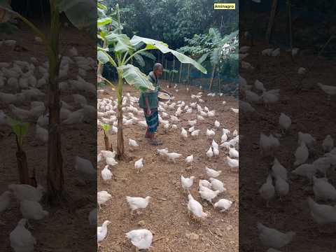 মুক্তচারণ পদ্ধতিতে মুরগি পালন। murgi palon