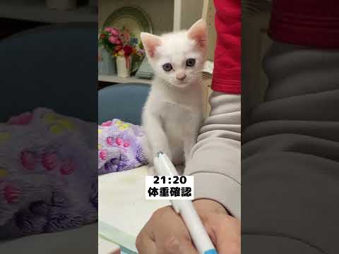 日を追うごとに大きくなってる赤ちゃん猫の夜ルーティン