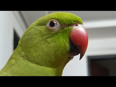 How to tame desi parrot 🦜how to care parrot #shortvideo #trending #pets