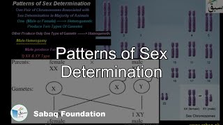 Patterns of Sex Determination