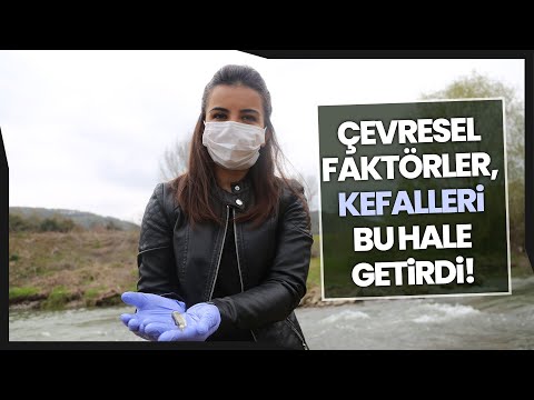 Kefal Balıklarının Kas Dokuları, Çevresel Faktörlerin Gazabına Uğradı