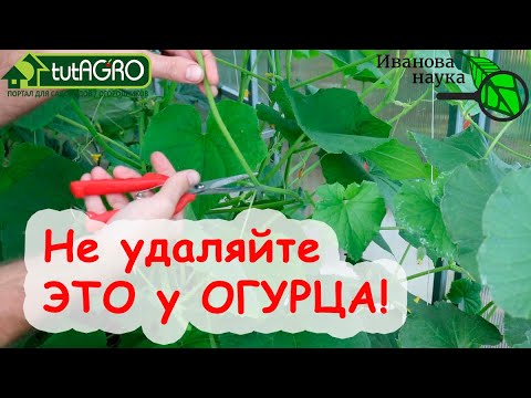 Никогда не удаляйте это у огурца! Иначе можно потерять урожай! Меньше суеты - больше урожая!