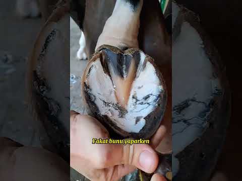 Eğitici Ve Öğretici At Nalı Değişimi 🐴