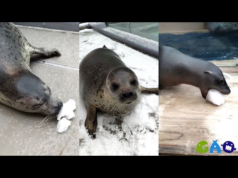 【ゴマフアザラシ】雪と子どもたち【カリフォルニアアシカ】