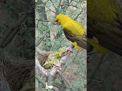Cute Baby Eurasian Golden Oriole Moments (p 10) #shorts