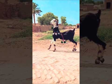 நடனமாடும் ஆடுகள் | Dancing Goats 🐐