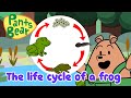 Frog Life Cycle and Characteristics