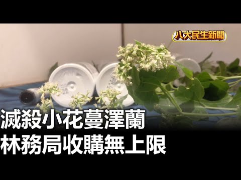 滅殺小花蔓澤蘭 林務局收購無上限 2023010513 @gtvnews27 - YouTube(1:57)