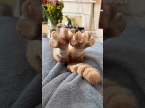 #рекомендации #юмор #прикол #котики #cat #catvideos #cats #catshorts #funny #funnycats #funnyshorts