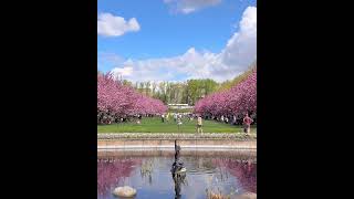 Kwanzan cherry blossoms in Brooklyn Botanic Garden in Brooklyn, New York City April 17, 2026
