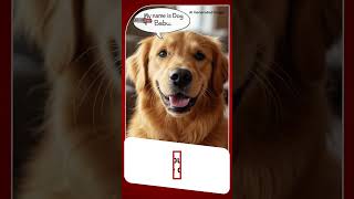 Domicile Issued to Dog in Patna FIR Registered | Dog Babu Son of Kutta Babu, Gets Domicile in Bihar!