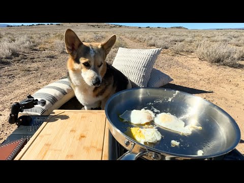 ASMR 코기 강아지 아침 먹방 계란