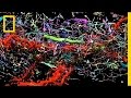 Understanding the Brain: A Journey into Neuroscience