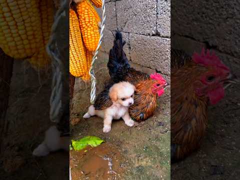 💛chicken 🐔 and puppy🐶