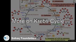 More on Krebs Cycle