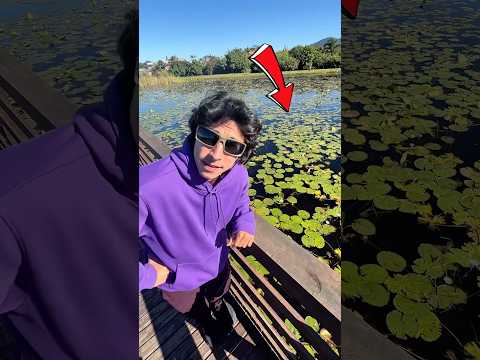 ACHEI UM JACARÉ? 🐊