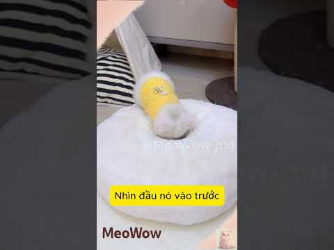 Chú mèo con thông minh  #cat #shorts  #meowow