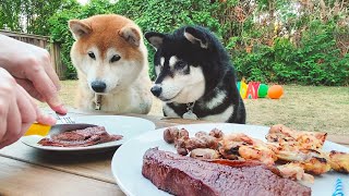 當柴犬看到生日牛排的下一秒...能乖乖等著嗎？