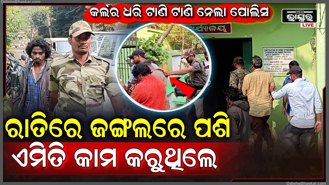 ରାତିରେ ଜଙ୍ଗଲରେ ପଶୁଥିଲେ...ସକାଳେ ନେଇ ବାହାର ରାଜ୍ୟରେ ବିକ୍ରି କରି ଲକ୍ଷ ଲକ୍ଷ ଟଙ୍କା ମାଡି ବସିଲା ବନ ବିଭାଗ
