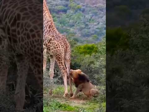 #youtubeshorts #youtube #shortvideo #reels #trending #trendingshorts #funny #gaming #love #video