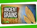 Understanding Wheat Varieties and Their Benefits