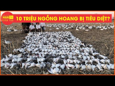 Nông Dân Mỹ Xử lý 10 Triệu Ngỗng Hoang Và Chuột Đầm Lầy Theo Cách Này | Nông Nghiệp Thông Minh