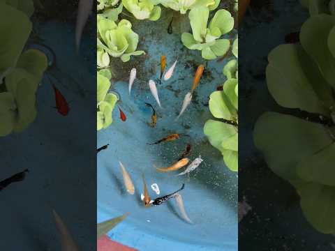 Feeding pond fishes