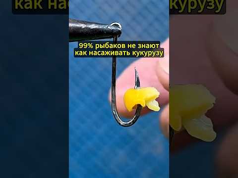 99% рыбаков не знаю как правильно насаживать кукурузу на крючок #рыбалка #рыбалканафидер