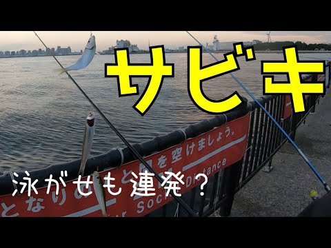 【若洲海浜公園】サビキと泳がせ釣りしてみたら・・・【秋は良く釣れるの？】