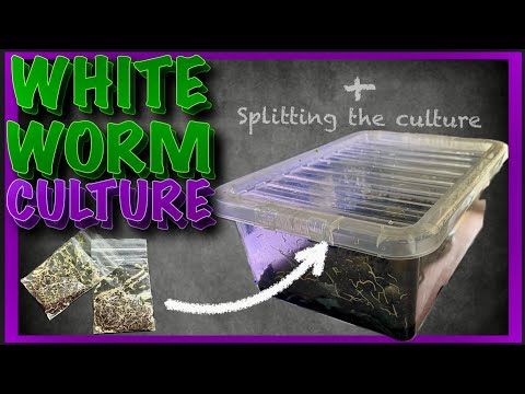 I Thought My White Worm Culture FAILED…But Look  #aquarium #foodculture #fishkeepinghobby 
So when I first got worms I thought it wasn’t going to t